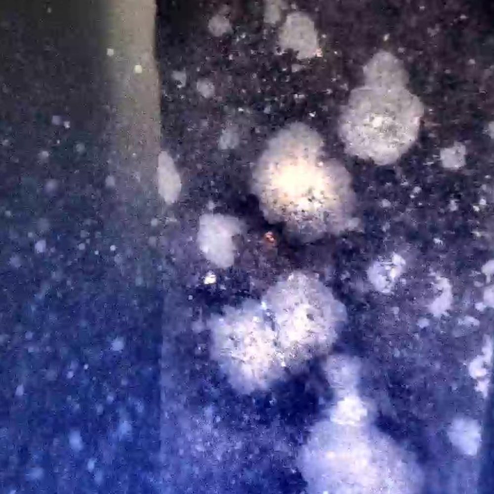 Concrétions marines sur un pilier immergé observées en vidéo HD par drone sous-marin